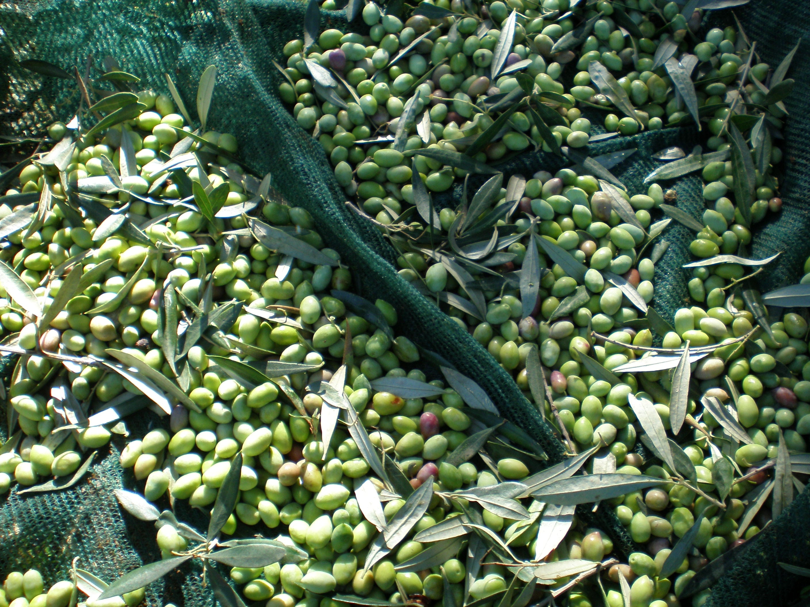 Information on Olive Oil Recall