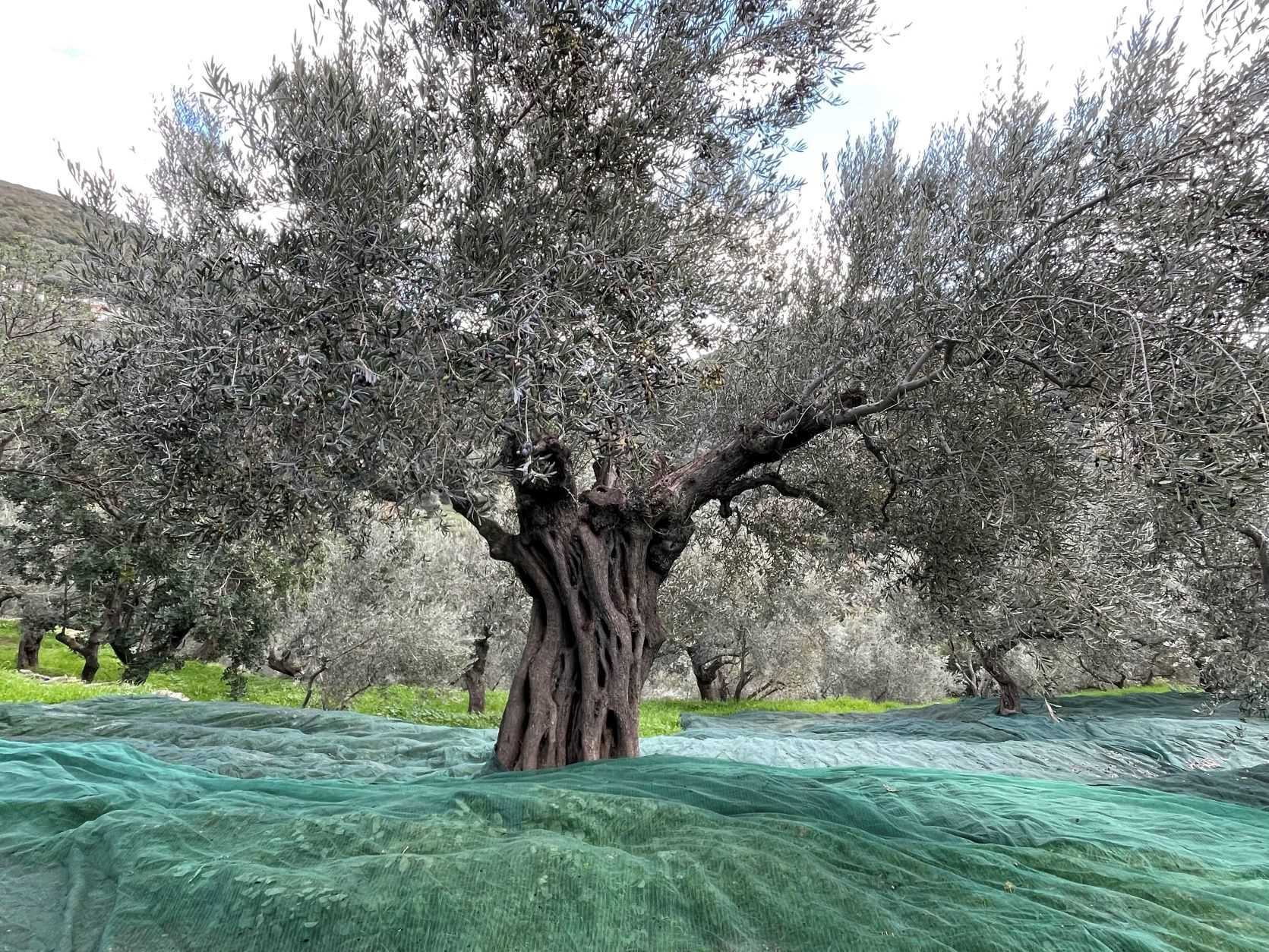 Η Ελιά θα είναι πάντα εδώ