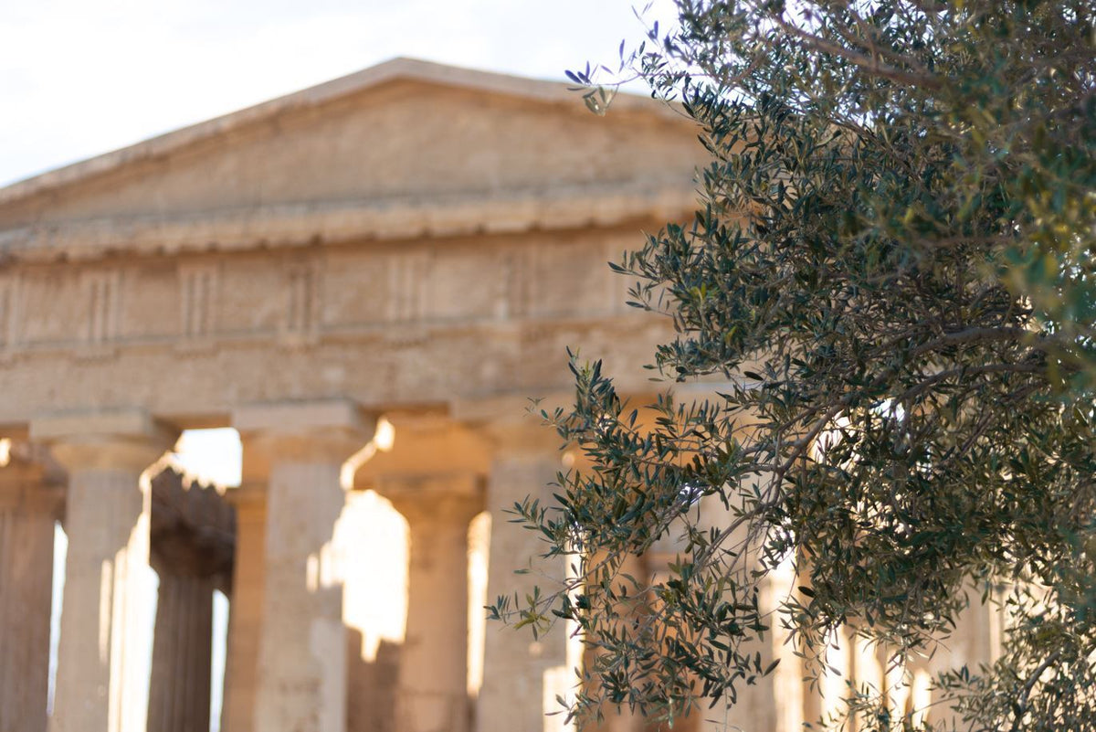 Οι ρίζες του ελαιόδενδρου